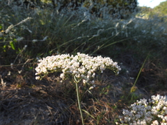 Eriogonum multiflorum