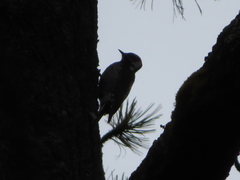 Dryobates stricklandi