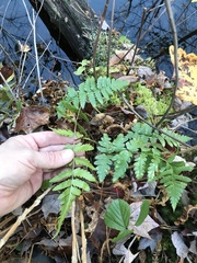 Dryopteris cristata