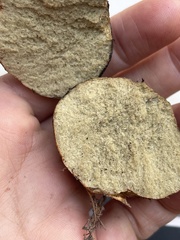 Rhizopogonaceae