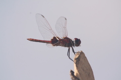 Urothemis assignata