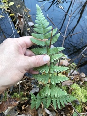 Dryopteris cristata