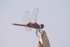 Urothemis assignata