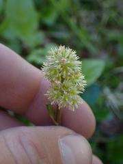 Leptarrhena pyrolifolia