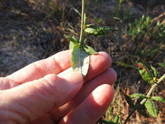 Eriogonum multiflorum