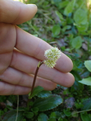 Leptarrhena pyrolifolia