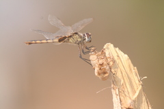 Urothemis edwardsii