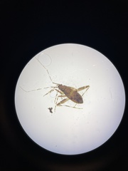 Ozophora picturata