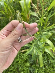 Crotalaria sagittalis