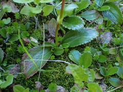 Leptarrhena pyrolifolia