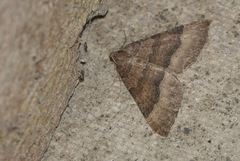 Larentia clavaria