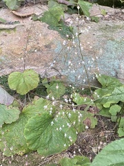 Heuchera parviflora