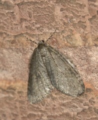 Epirrita dilutata