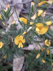 Pultenaea pedunculata