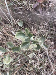 Symphoricarpos occidentalis