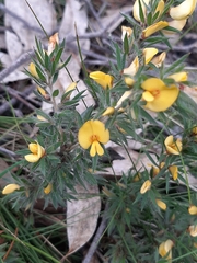 Pultenaea pedunculata