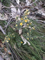 Pultenaea pedunculata