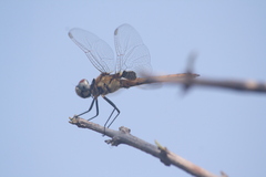 Urothemis edwardsii