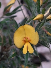 Pultenaea pedunculata