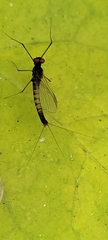 Leptophlebiidae