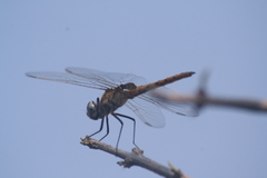 Urothemis edwardsii
