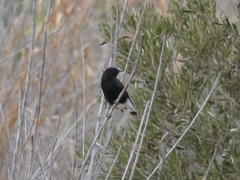 Oenanthe leucura