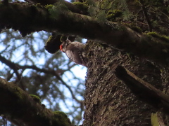 Dryobates stricklandi