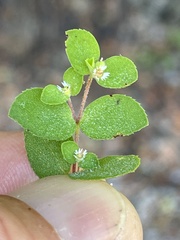 Euphorbia dentosa
