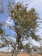 Ulmus americana