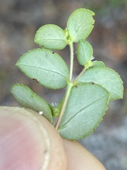 Euphorbia dentosa