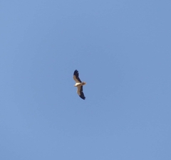 Neophron percnopterus