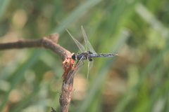 Urothemis edwardsii