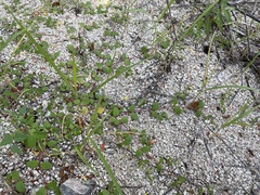 Euphorbia dentosa