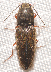Cardiophorus convexus