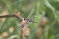 Urothemis edwardsii