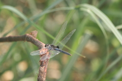 Urothemis edwardsii