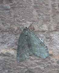 Epirrita dilutata