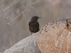 Oenanthe leucura