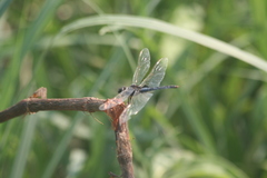 Urothemis edwardsii