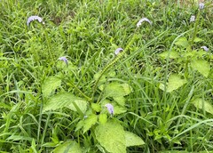 Heliotropium indicum