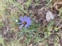 Eurybia