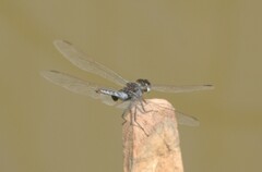 Urothemis edwardsii