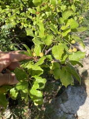 Bursera epinnata