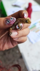 Gehyra mutilata