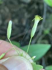 Brickellia coulteri