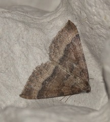 Larentia clavaria