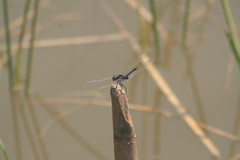 Urothemis edwardsii