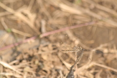 Brachythemis leucosticta