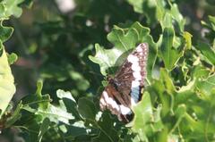 Limenitis weidemeyerii