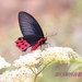 Aurora Swallowtail - Photo (c) yusufung, some rights reserved (CC BY-NC), uploaded by yusufung